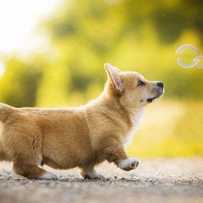 babydog's Farcaster avatar
