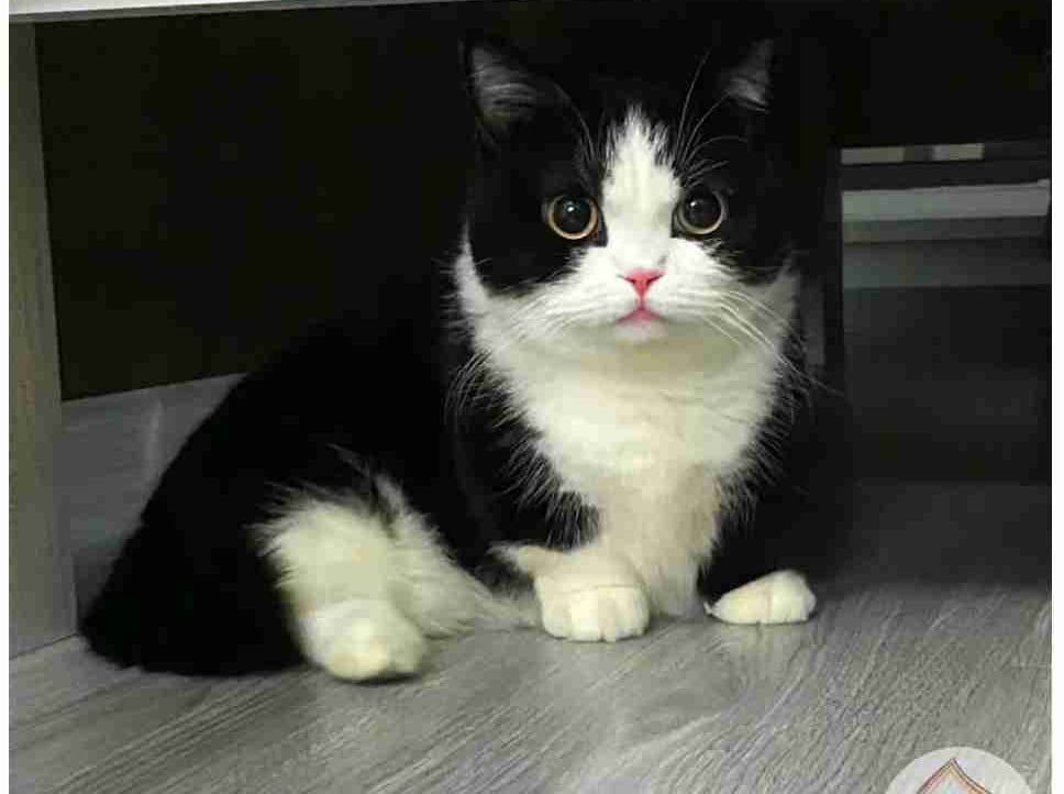 Kabir Singh (kabirsingh) Farcaster social identity (Fname handle) PFP