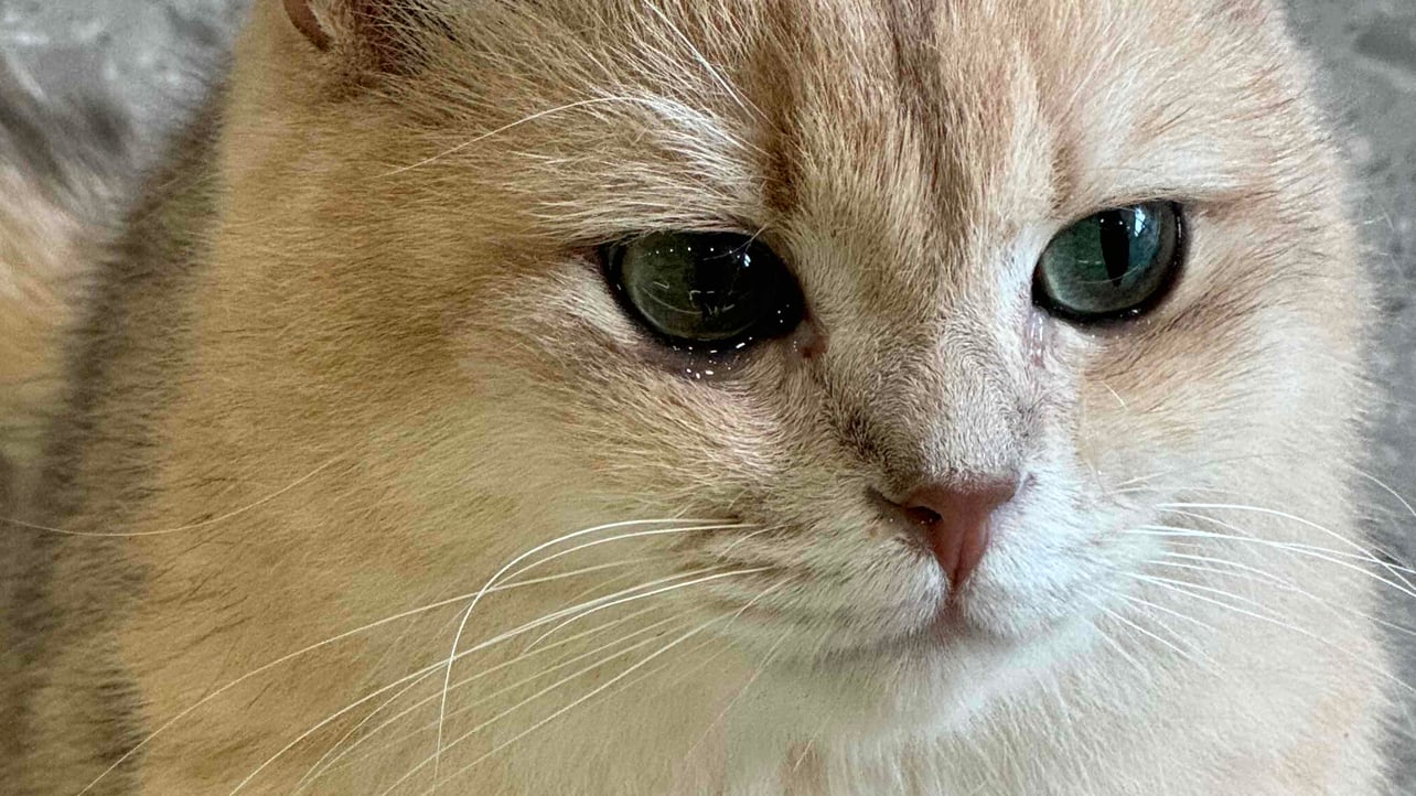 Mio (rainn.lens) Lens social identity (.lens handle) PFP