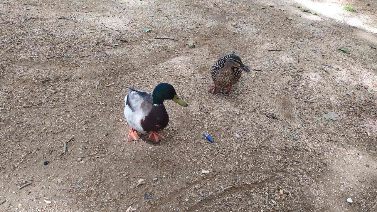 ferridistroyer.eth Ethereum Name Service (ENS and .eth domain) PFP