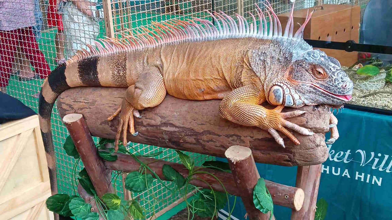 wok (playssses.lens) Lens social identity (.lens handle) PFP