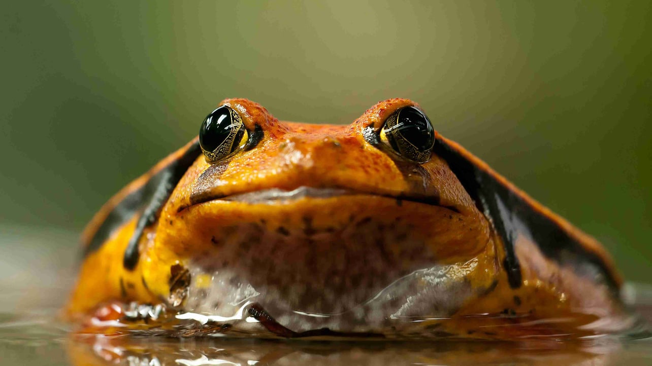 Jhonatan (jhonatan22) Farcaster social identity (Fname handle) PFP