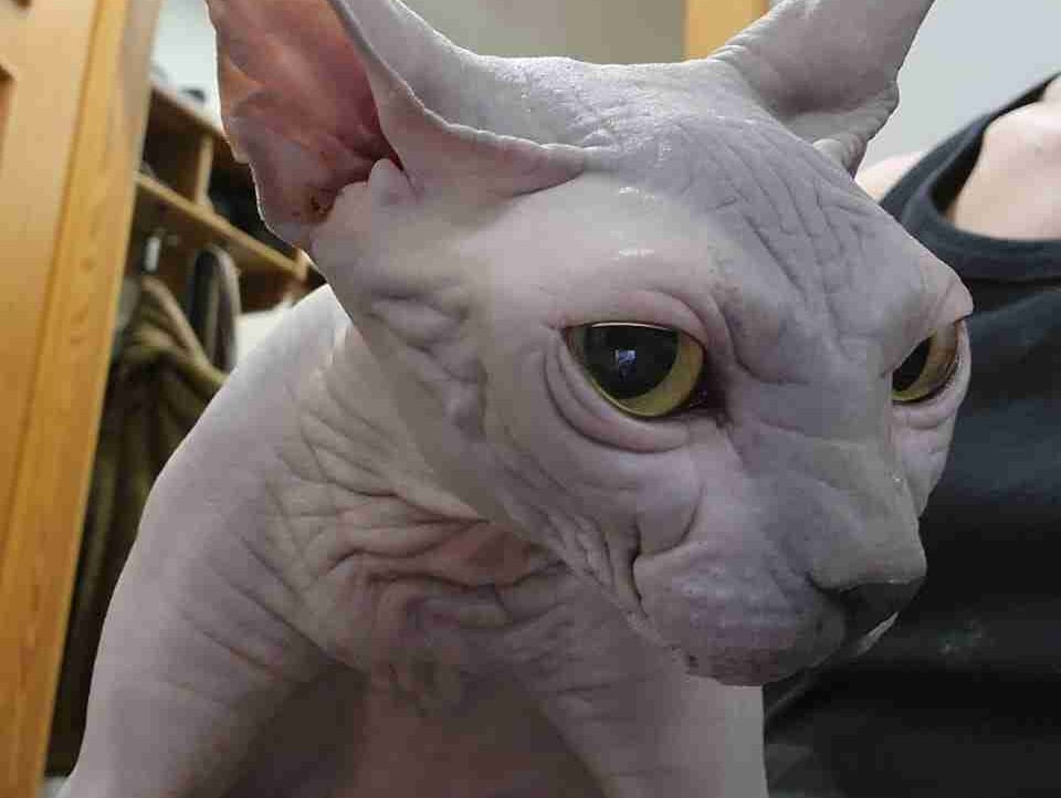 nanaPumckuu (nanapumckuu) Farcaster social identity (Fname handle) PFP