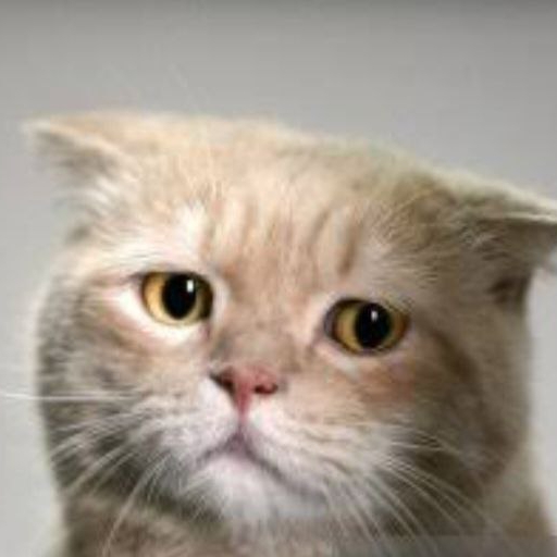 MintyMeow pfp