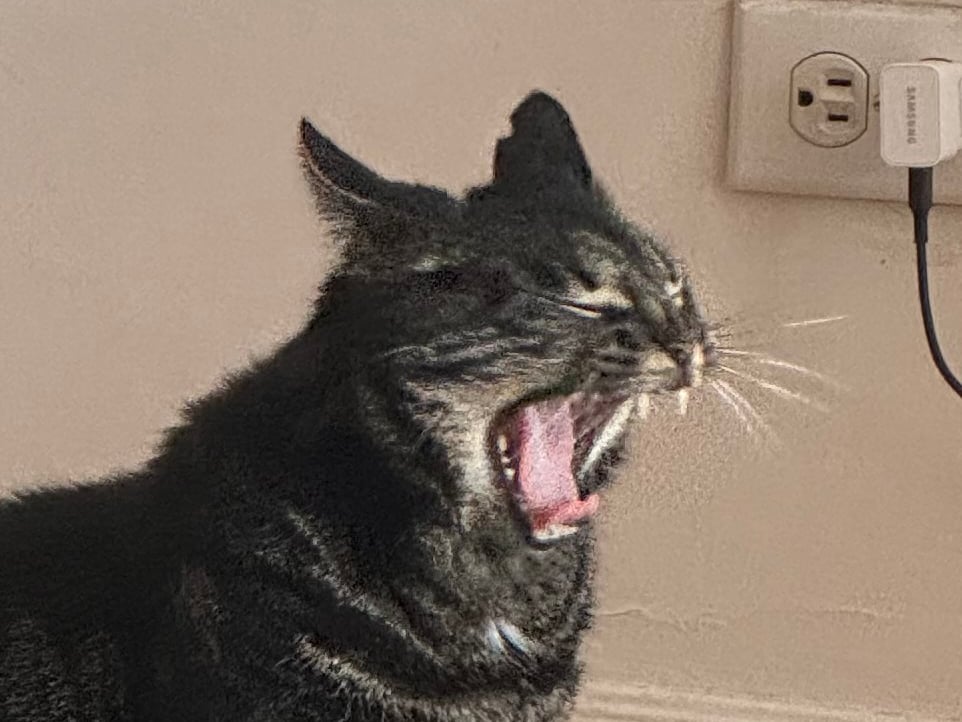 pear the cat pfp