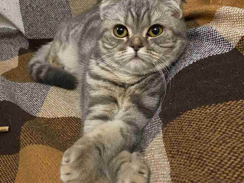 klassanya (btcmonster.lens) Lens social identity (.lens handle) PFP