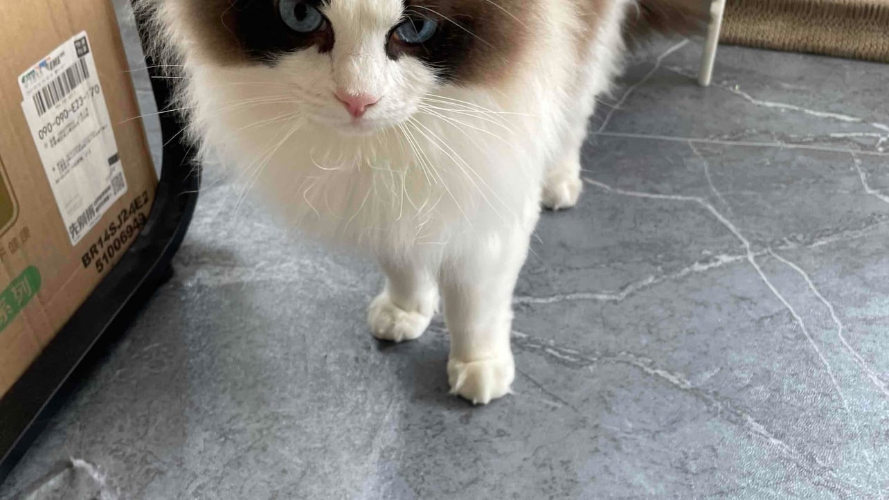 ynync Farcaster social identity (Fname handle) PFP