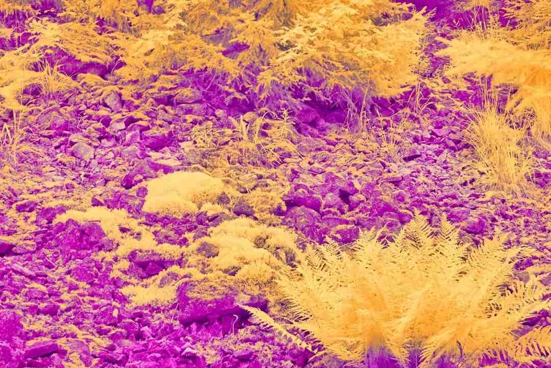 Anime Gourmet (shaniyasantana) Farcaster social identity (Fname handle) PFP