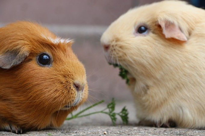 jungarick.eth Ethereum Name Service (ENS and .eth domain) PFP