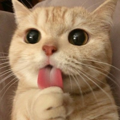 MeowMeow (ducphung.lens) Lens social identity (.lens handle) PFP