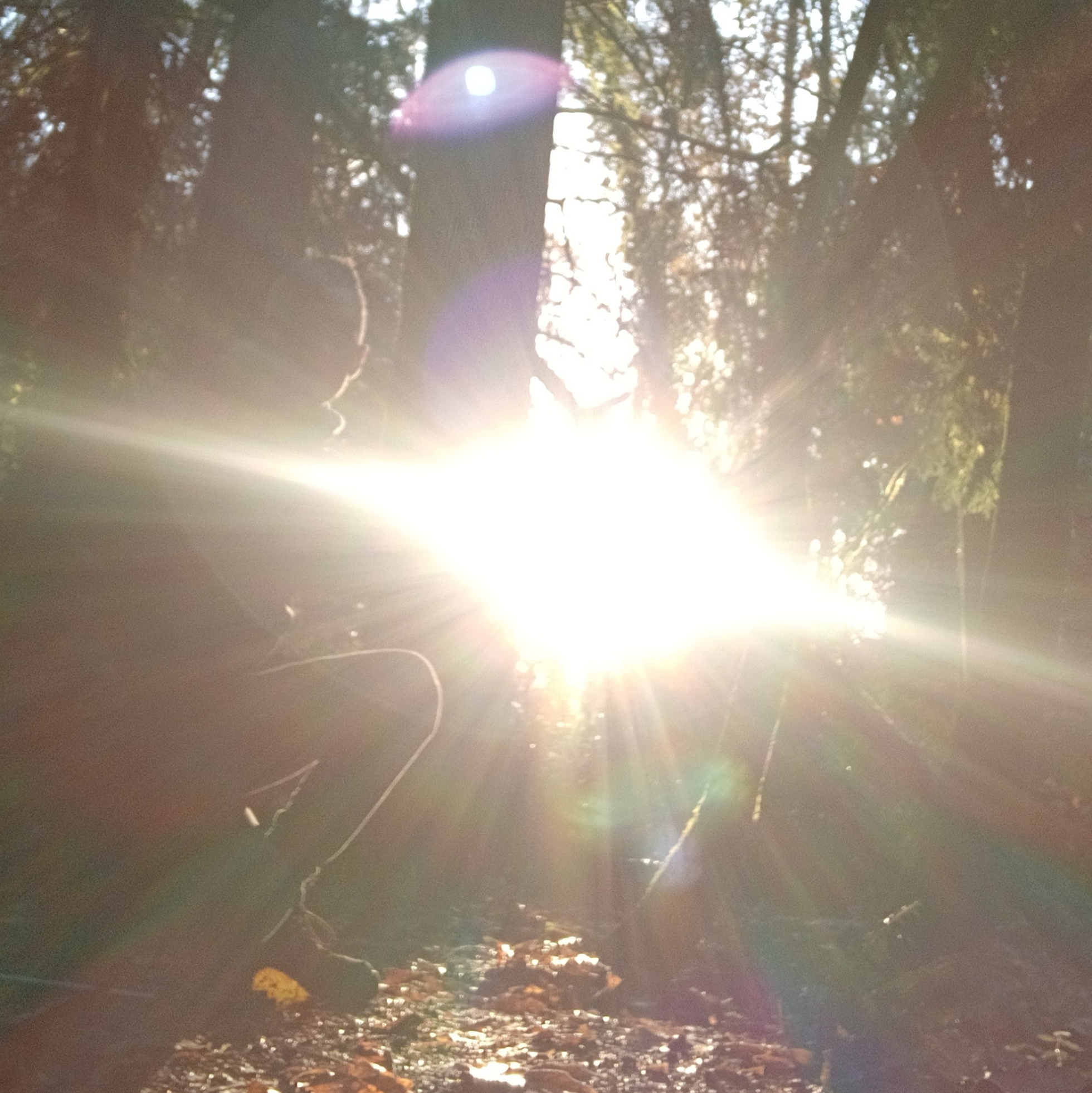 Gregorio Lo Cane pfp