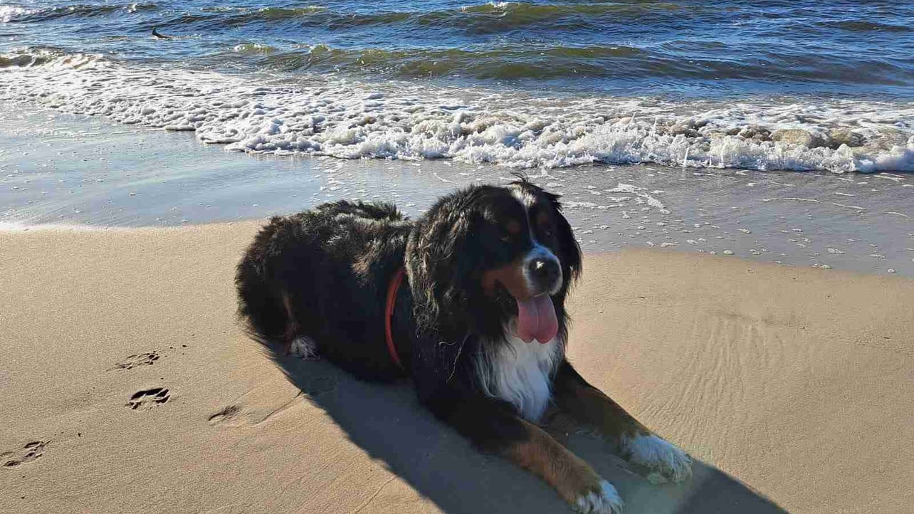 bukszpryt.eth Ethereum Name Service (ENS and .eth domain) PFP