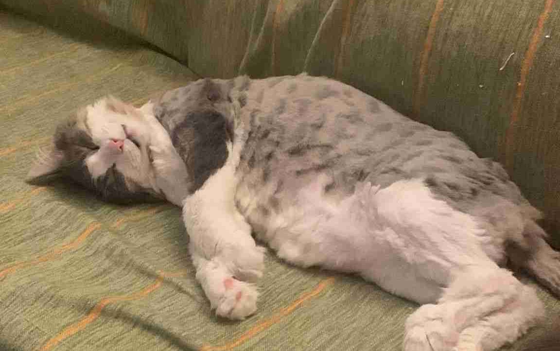 altarinoglu.lens Lens social identity (.lens handle) PFP