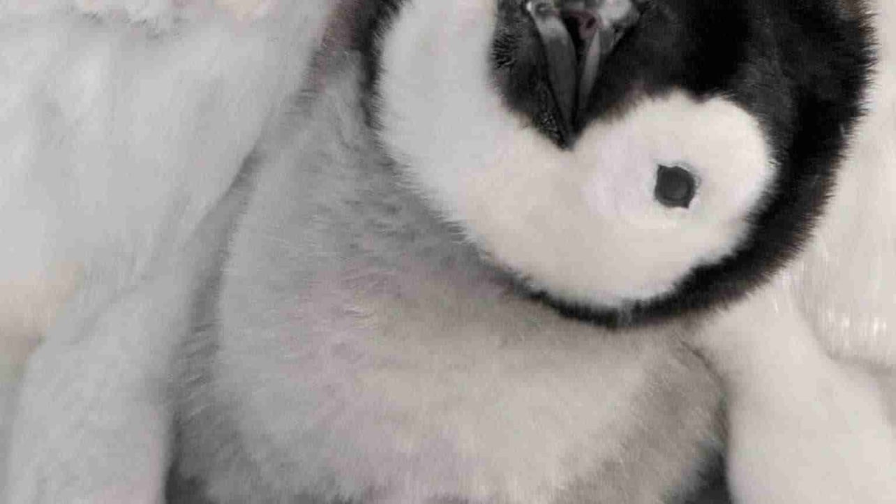 mavipenguen pfp