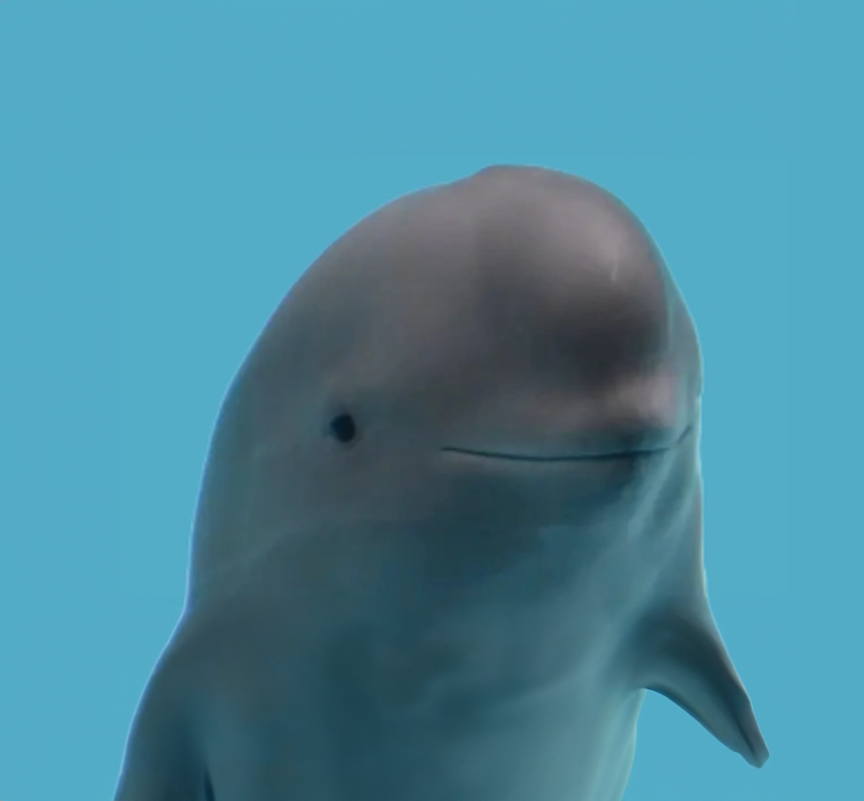 Anonymous Dolphin pfp