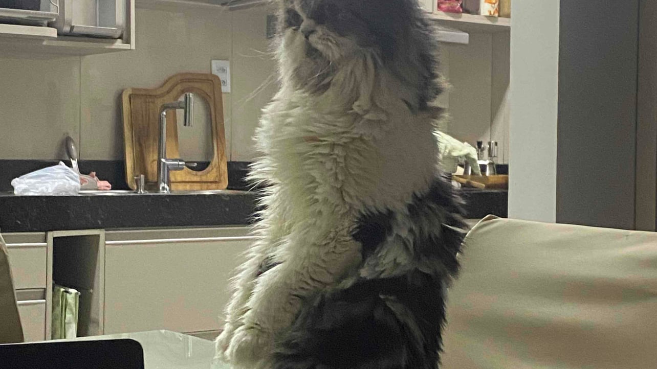 Johnyuri (johnyuri) Farcaster social identity (Fname handle) PFP