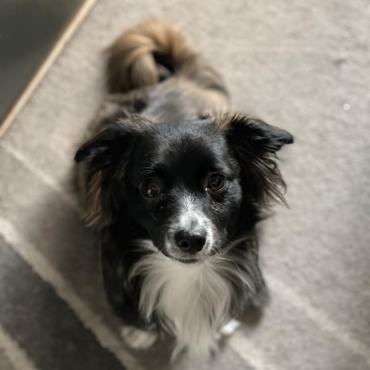 Nani (axieland) Farcaster social identity (Fname handle) PFP