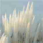 lamho.lens Lens social identity (.lens handle) PFP