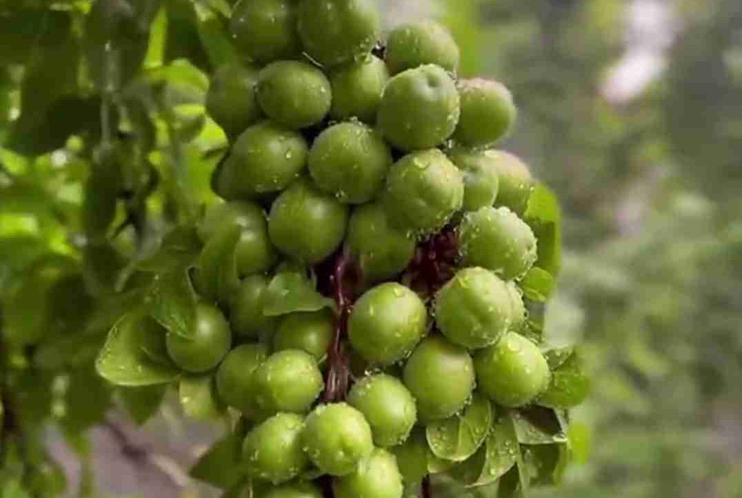 Naviagha (aminaghajani) Farcaster social identity (Fname handle) PFP