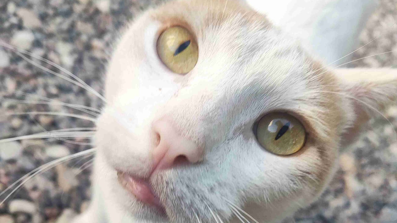 Joaquin Ferreyra (ujaxer) Farcaster social identity (Fname handle) PFP