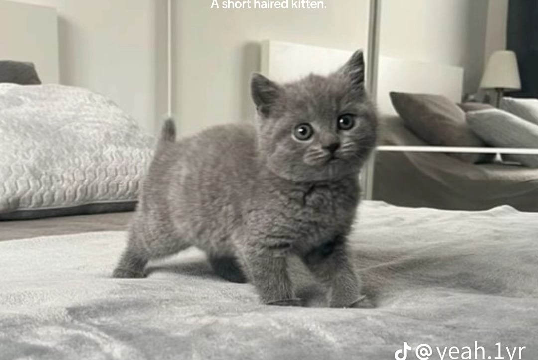 emperor11.lens Lens social identity (.lens handle) PFP