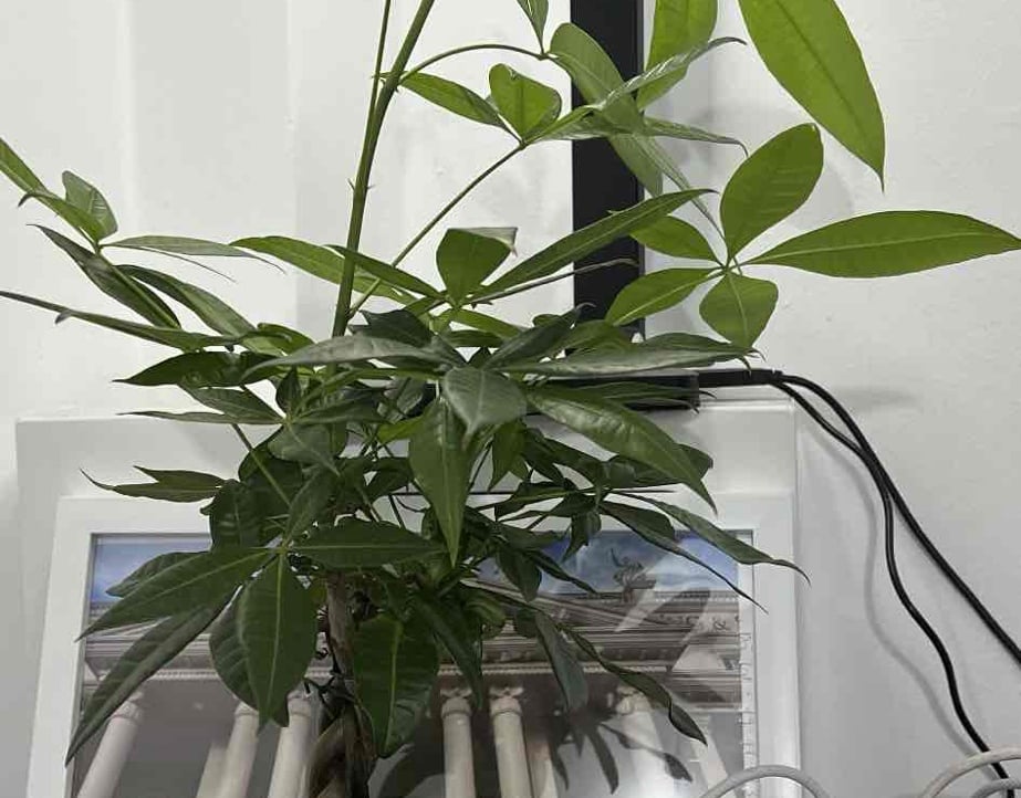 thuongtin.lens Lens social identity (.lens handle) PFP