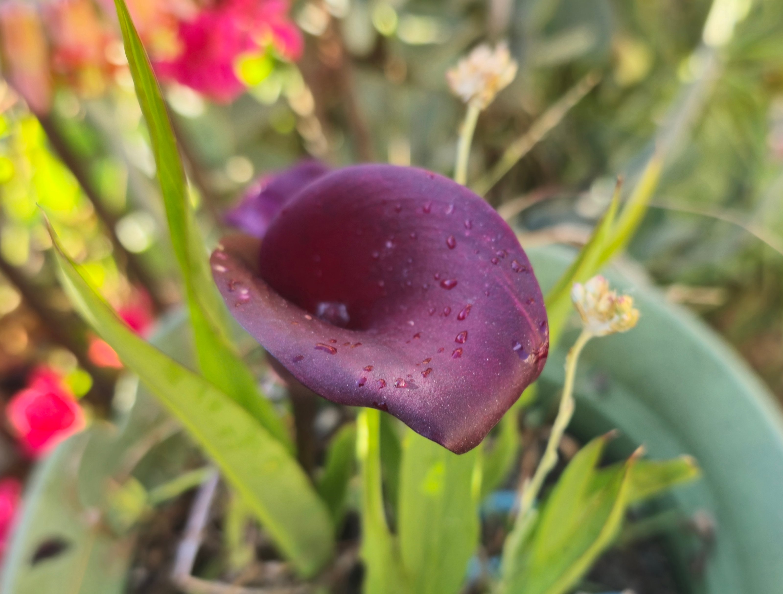 Sal P Venti (skipspv) Farcaster social identity (Fname handle) PFP