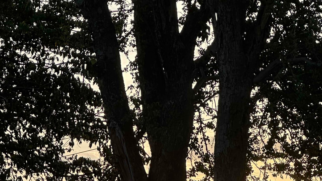 oxkacerku.lens Lens social identity (.lens handle) PFP