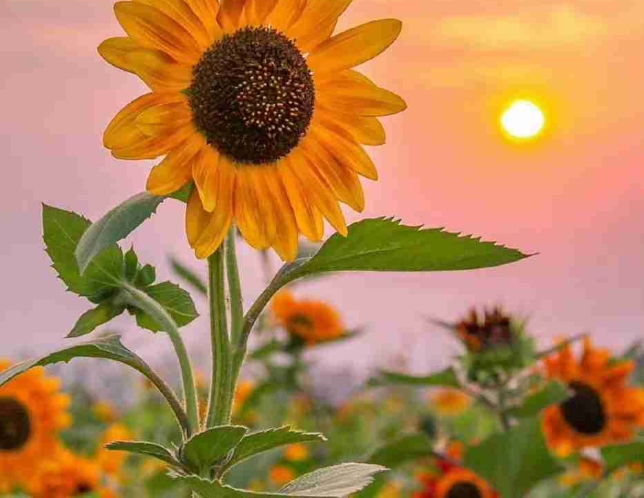 qqgame.eth Ethereum Name Service (ENS and .eth domain) PFP