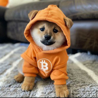Dog Wif Hoodie