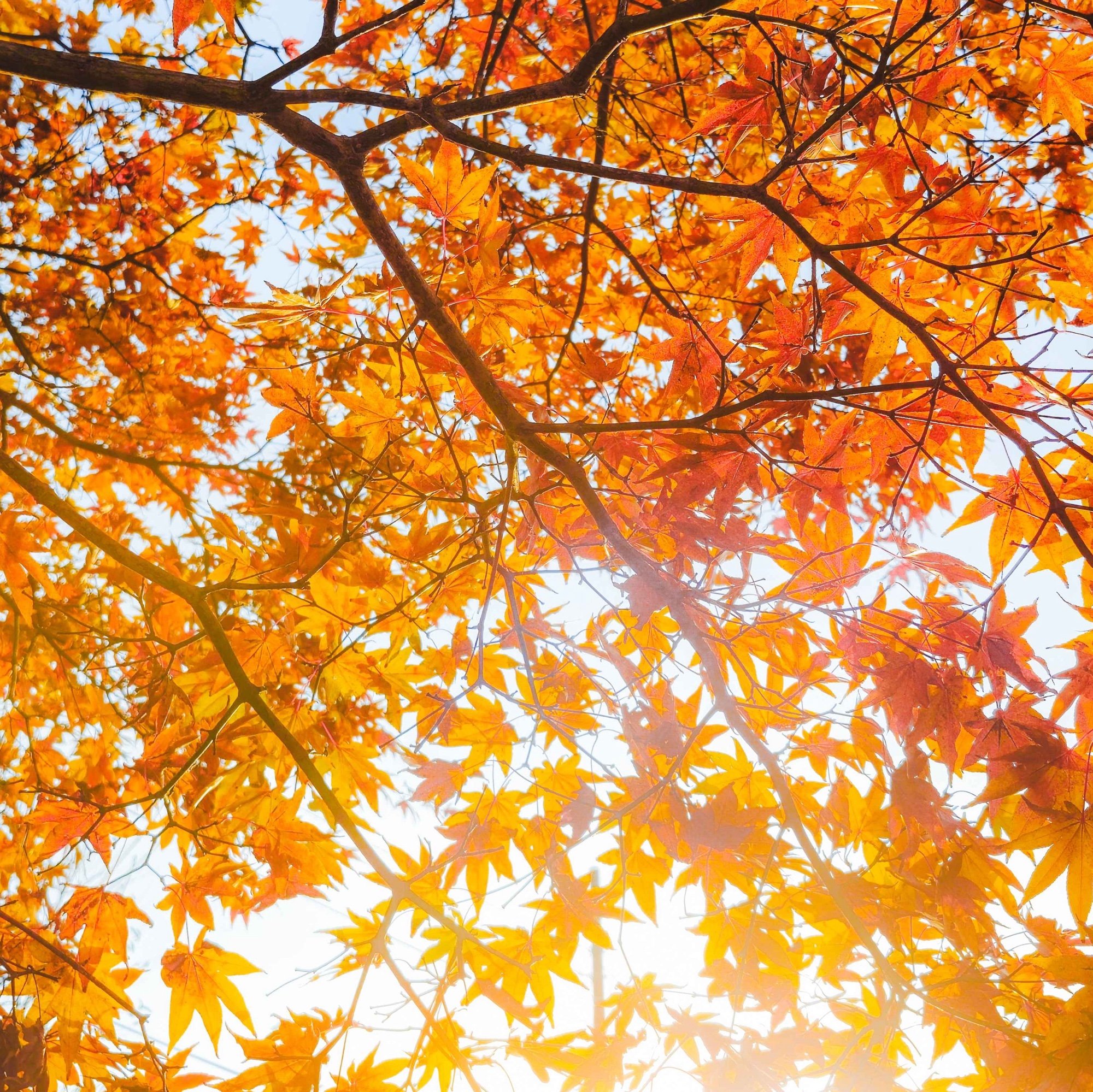 iramiaw (agniyacantik) Farcaster social identity (Fname handle) PFP