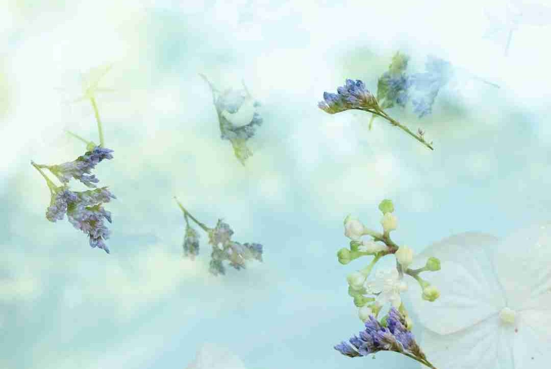 cudluwumo.lens Lens social identity (.lens handle) PFP