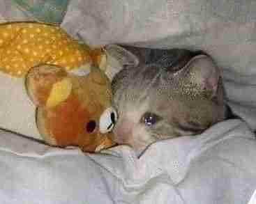 0xsignal.lens Lens social identity (.lens handle) PFP