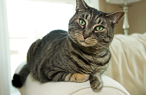 marwo.lens Lens social identity (.lens handle) PFP