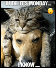 https://imagedelivery.net/BXluQx4ige9GuW0Ia56BHw/8c5b9fb1-f127-4009-5832-716a1db72100/original