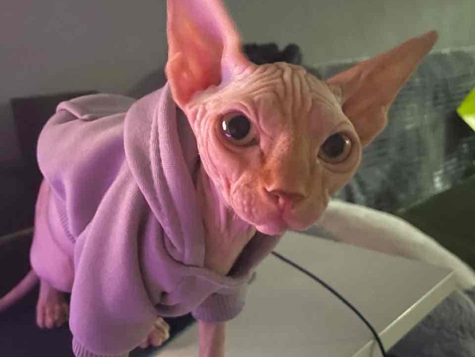 Piwfff (piwfff) Farcaster social identity (Fname handle) PFP