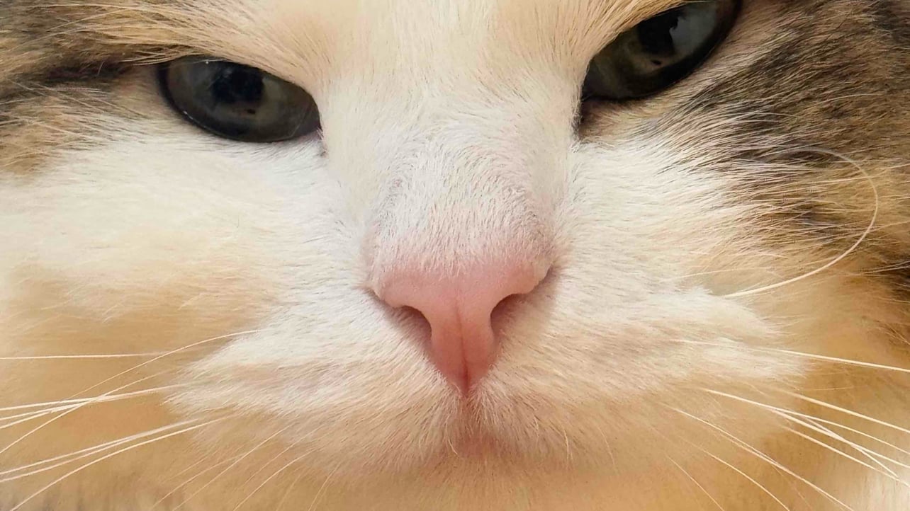 kangkisuk Farcaster social identity (Fname handle) PFP