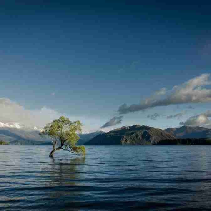 goosebE (goosebe) Farcaster social identity (Fname handle) PFP