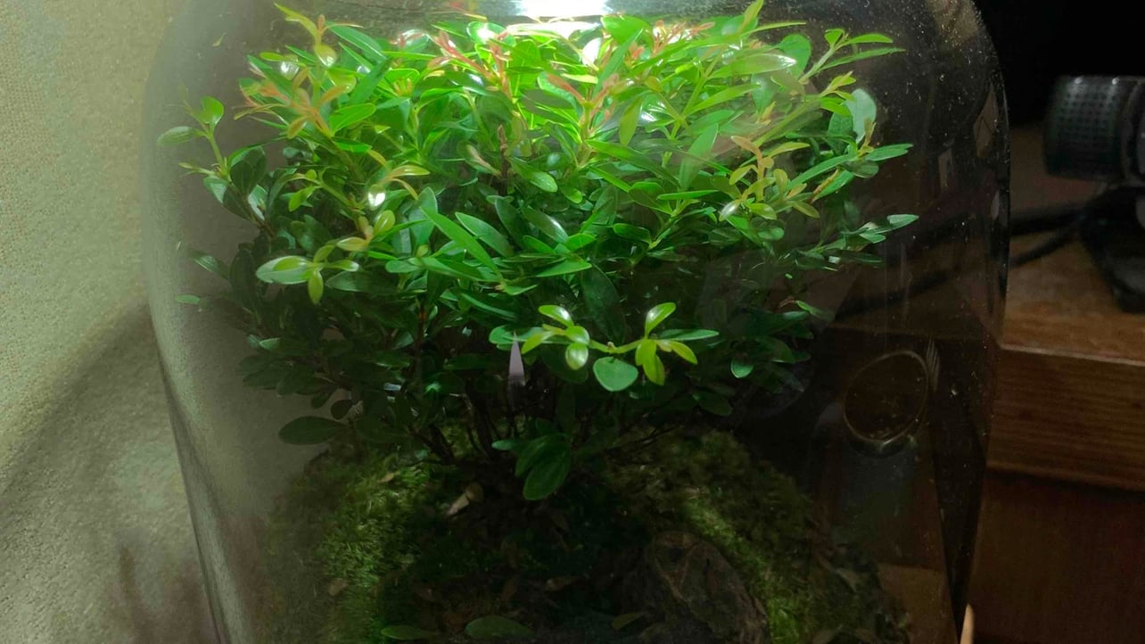 kellynixon.base.eth Basenames (.base.eth domains) based on ENS PFP