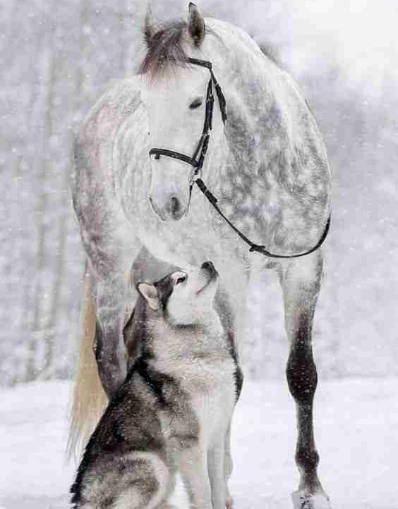 HorseFreeze pfp