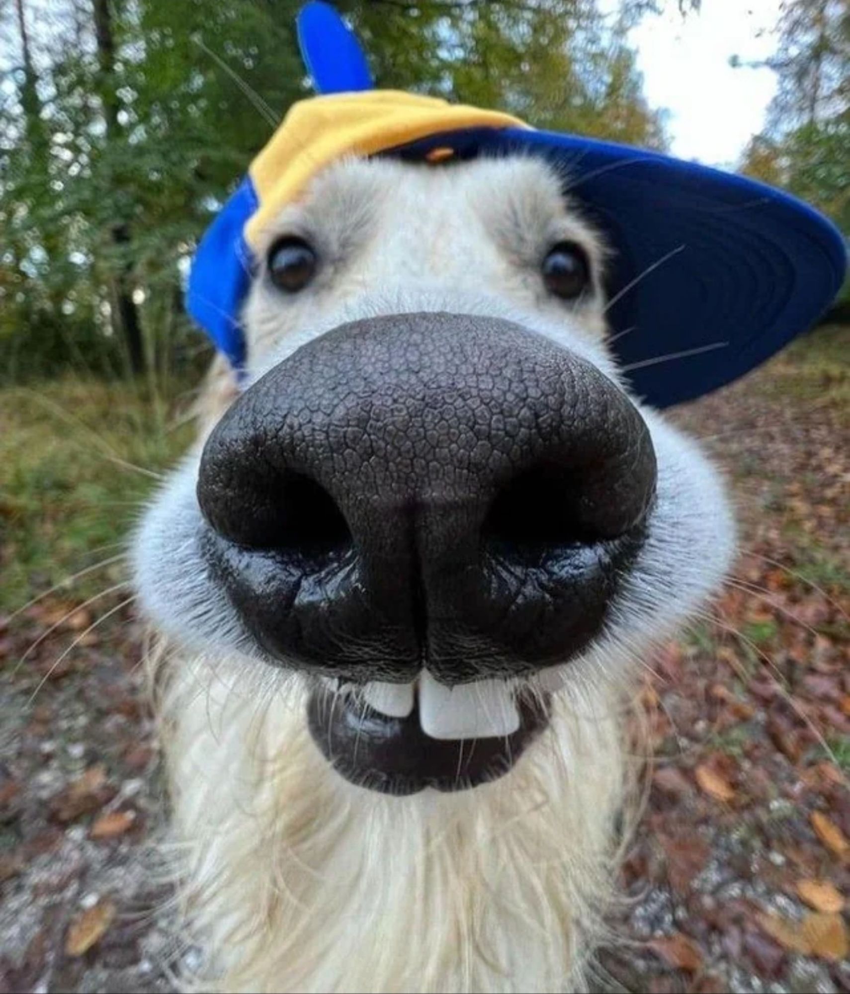 Dogclub