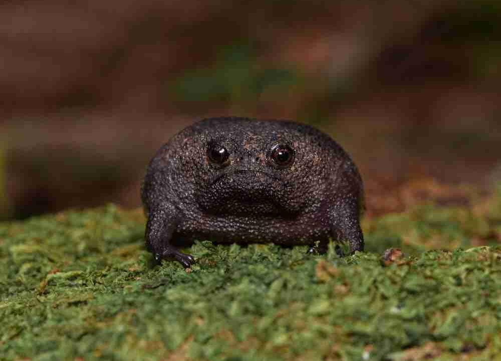 real grumpy Frog pfp