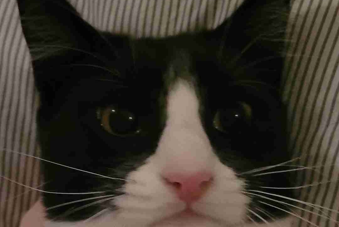 Spider Art (spiderr) Farcaster social identity (Fname handle) PFP