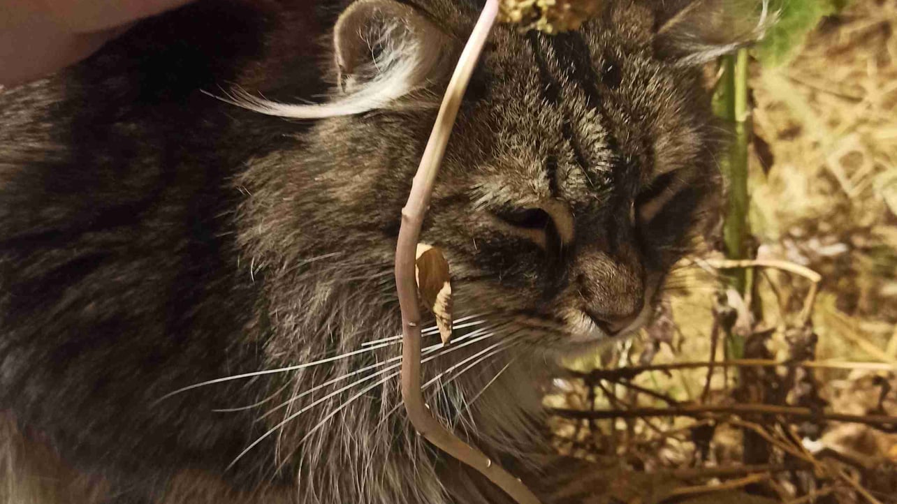 Muhammed Erol  (erolmusk) Farcaster social identity (Fname handle) PFP