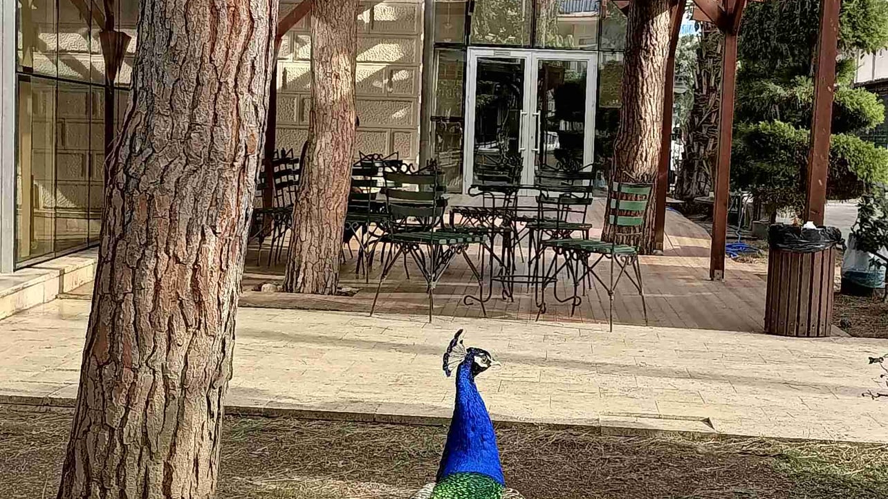 dagciserkan.linea.eth Linea Name Service (.linea.eth domains) based on ENS PFP