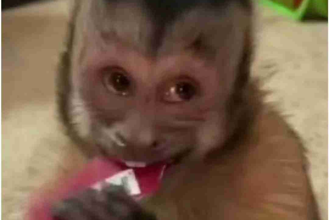 Ferris pfp