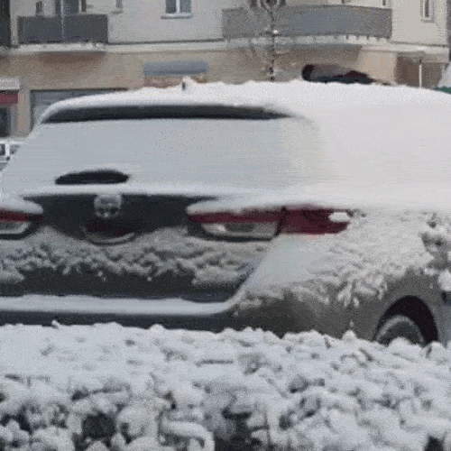 The Bird Rolls in The Snow