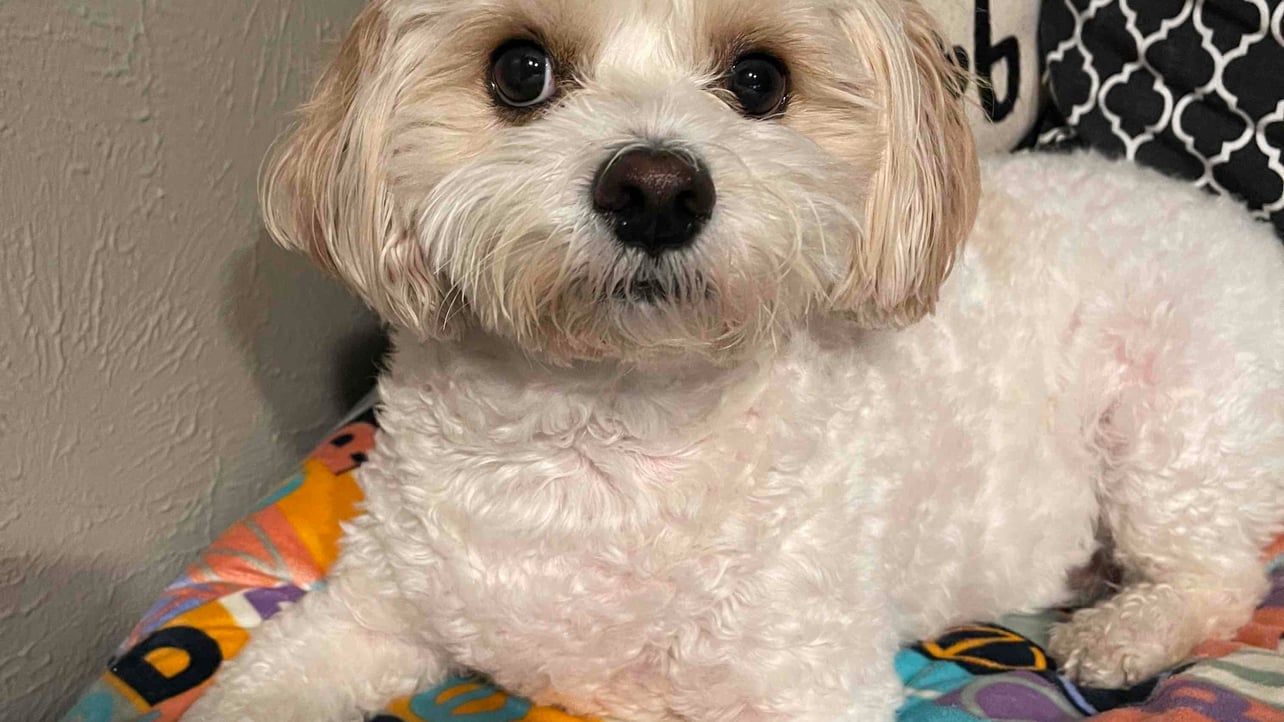 Andre Chester (mrsp0ky) Farcaster social identity (Fname handle) PFP