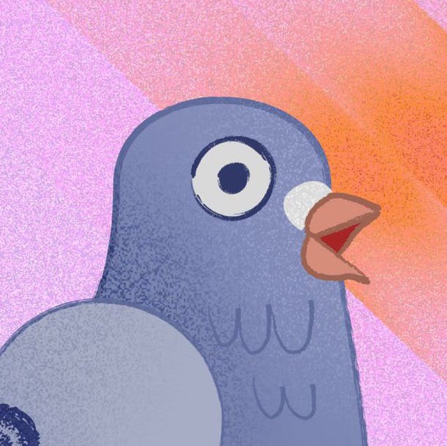 Pigeon pfp