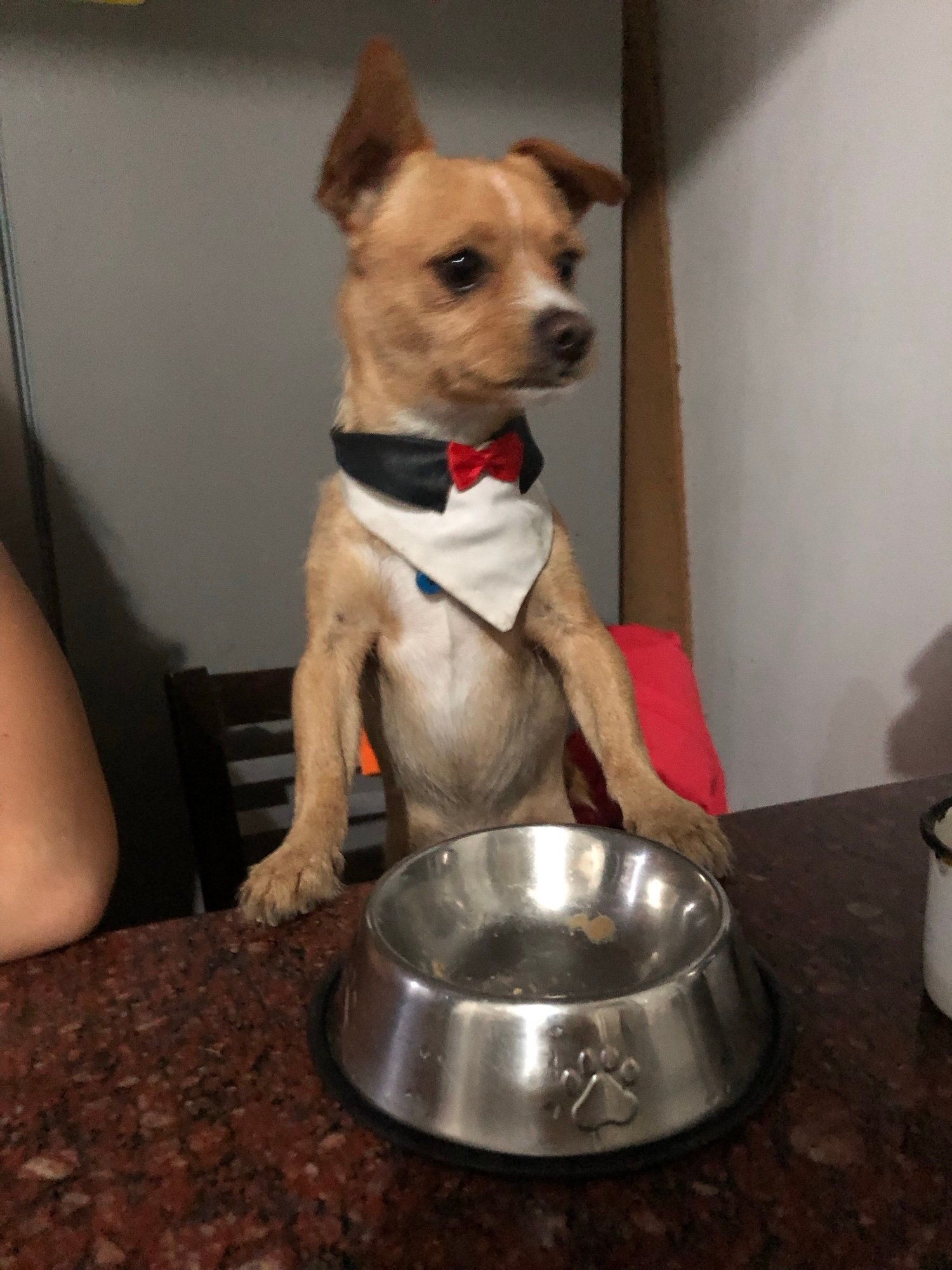 chihuahua with corbata